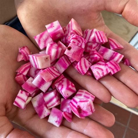 Beetroot 'Tonda di Chioggia' (Beta vulgaris) organic seeds