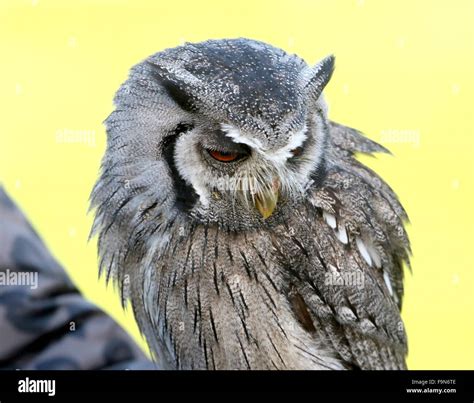 African Northern white faced Owl (Ptilopsis leucotis, Otus leucotis ...