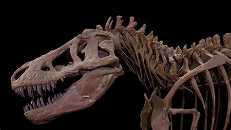 Real Dinosaur Bones