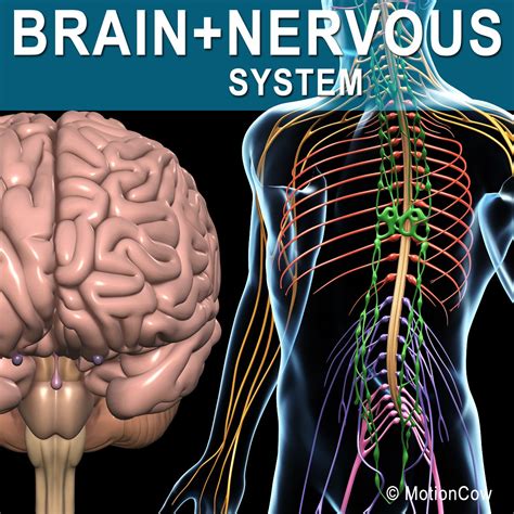 Image result for Brain Nervous System Function