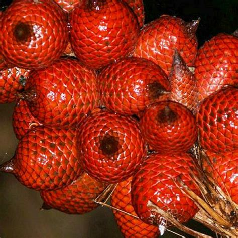 Ridan Fruit Plants (Salacca Affinis) – veliyathgardens