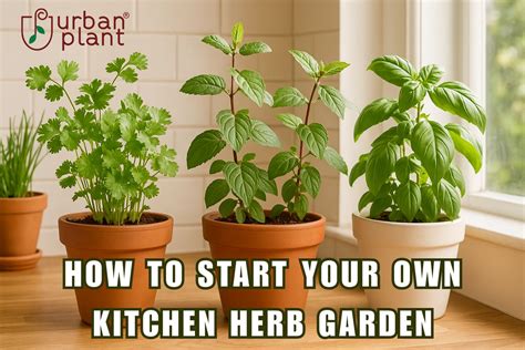 Kitchen Herb Garden Guide: Grow Coriander, Mint & Tulsi Easily