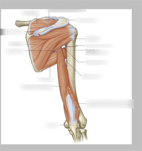 Scapular Muscle 的图像结果
