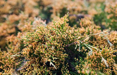 Image result for Juniper Tree Pollen Exploding