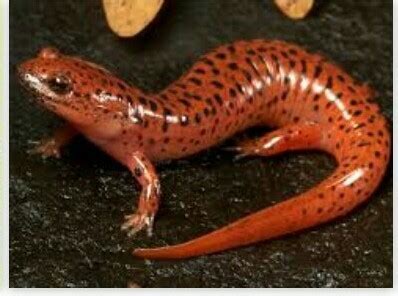 give five characteristics of class amphibia - Brainly.in