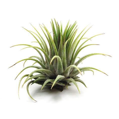 Kolkata Orchid Online Tillandsia Air Plant Indoor Decor, House Plant ...