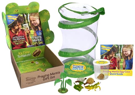 Buy Insect Lore Live Praying Mantis Hatching Kit Gift Box Toy - Viewing ...