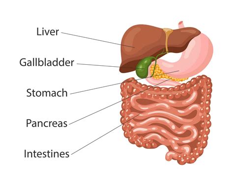 Human digestive system anatomy, infographic banner. Liver, stomach ...