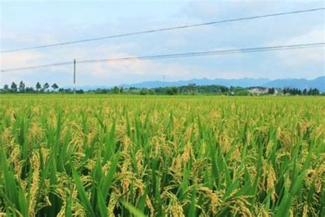 全球水稻产量前十排行榜，中国用7%的耕地养活了世界22%的人口