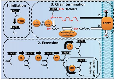Bacterial Long-Chain Polyunsaturated Fatty Acids: Their Biosynthetic ...