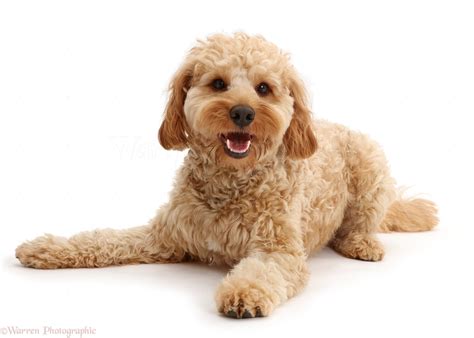 Image result for Adult Cockapoo No Background