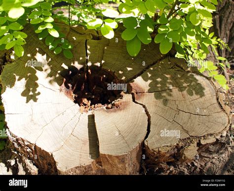 Image result for Rotted Tree