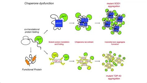 What are Chaperones?