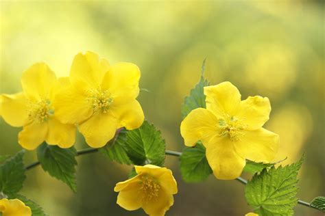 Yellow Flowers That Bloom In March at Gerald Jimenez blog