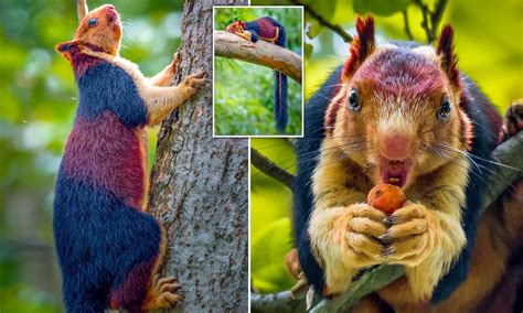 The amazing, technicolor malabar giant squirrel : r/interestingasfuck