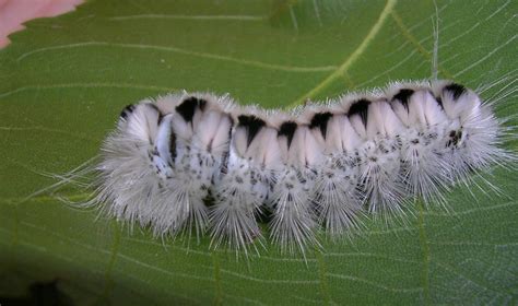 Are White Wooly Worms Poisonous - EatHappyProject