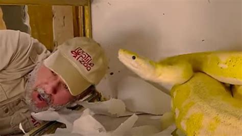 Image result for Python Attacks Rat