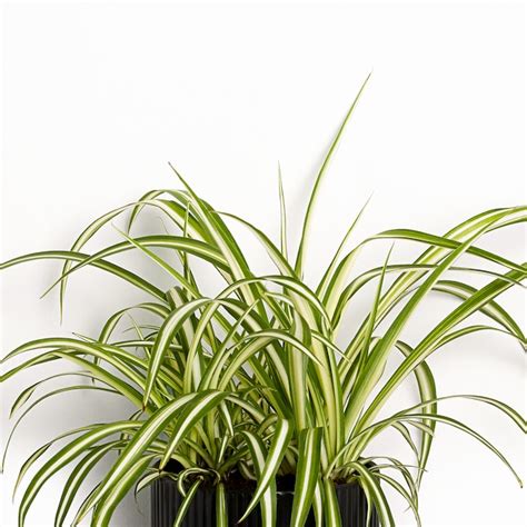 Greendigs Spider Plant House Plant in 5-in Pot in the House Plants ...