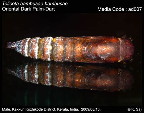 Telicota bambusae | Butterfly