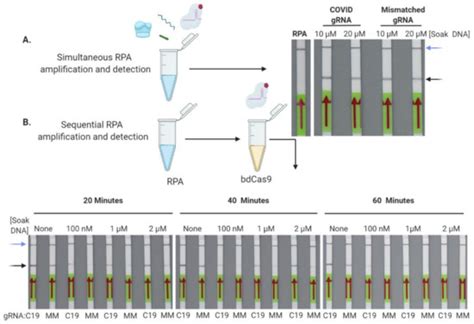 Bioengineering | Special Issue : CRISPR-Cas: Discovery, Function and ...