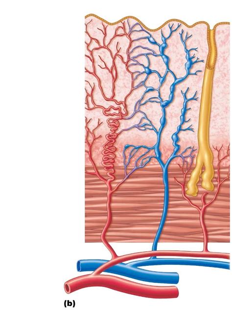 Endometrium Diagram | Quizlet