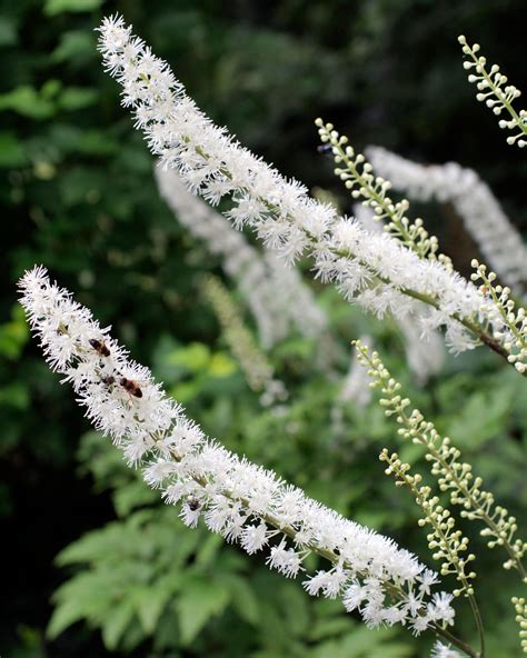 Actaea Racemosa Black Cohosh And Doll's Eyes–Tall, Shade Loving, And
