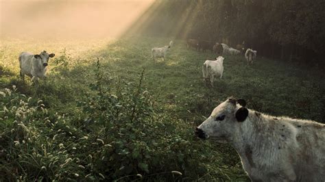 Agriculture 的图像结果