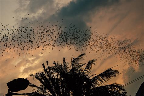 10 Fun Facts About Bats That Will Astonish You - Wide Open Spaces
