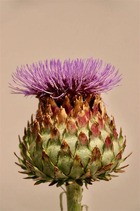 Cardo mariano (Sylibum marianum, ing. Milk thistle) - arecetas
