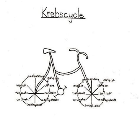 Kreb’s Bicycle