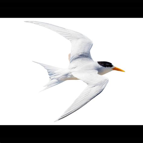Fairy Tern (Sternula nereis) identification - Birda