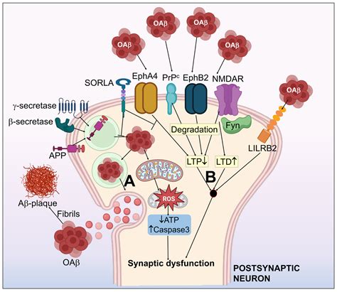 An Insight into Cellular and Molecular Mechanisms Underlying the Pathogenesis of ...