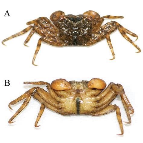Species New to Science: [Crustacea • 2017] Haberma tingkok • A New Species of Micro-mangrove ...