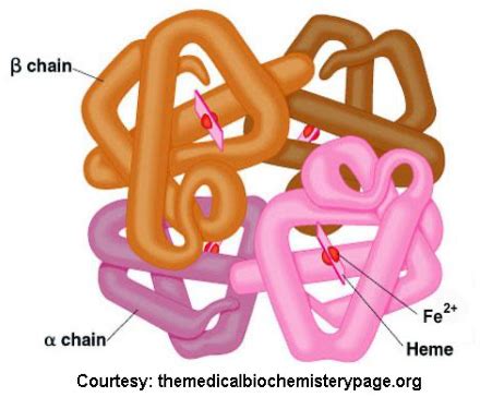 Image result for Haemoglobin PyMOL
