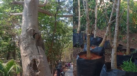 FPJ Impact: BMC To Plant 10 New Baobab Trees, Removes Concretisation To ...