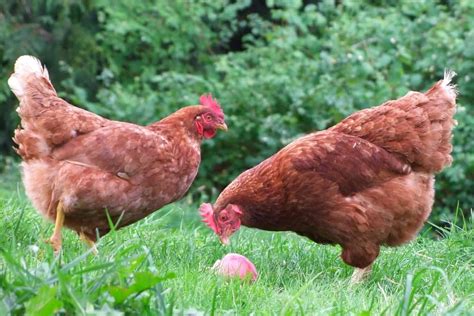 Are Chickens Mammals or Birds? - All You Need to Know!
