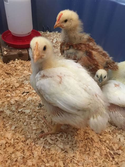 Help identifying 4 week old chick! | BackYard Chickens - Learn How to ...