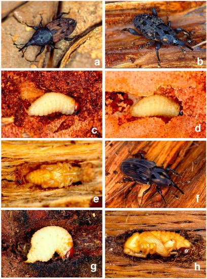 Diversity | Special Issue : Systematics and Phylogeny of Weevils