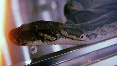 Rock Python 的图像结果