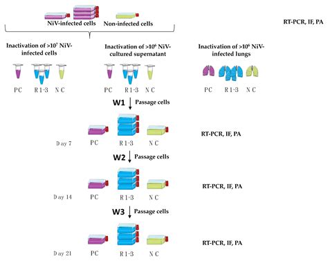 Inactivation Methods for Experimental Nipah Virus Infection