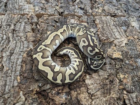 Python Eating Leopard 的图像结果