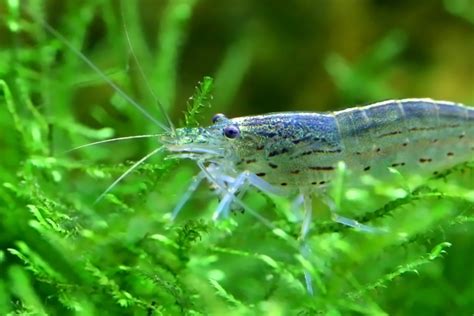 Image result for Java Moss Tank