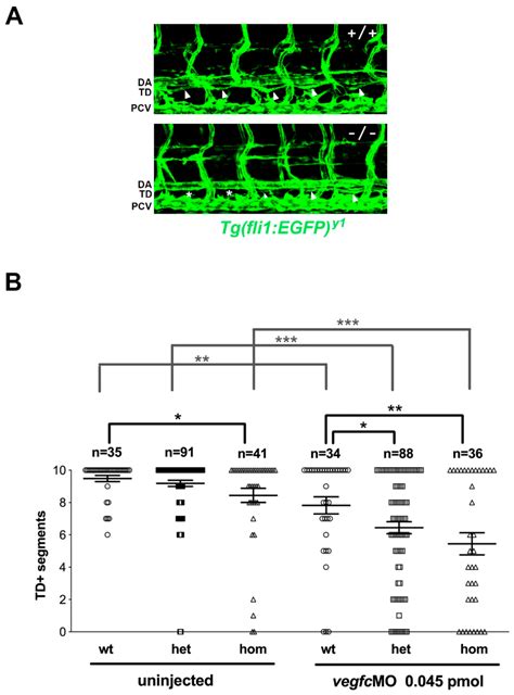 Lymphatic Defects in Zebrafish sox18 Mutants Are Exacerbated by ...