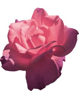 Rose Color 的图像结果