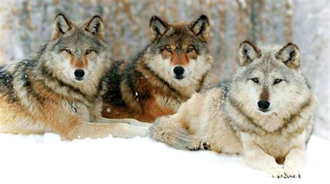 Image result for Introduction of Wolves in Yellowstone