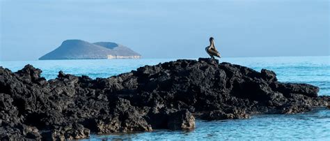 Image result for Alien Environemtn
