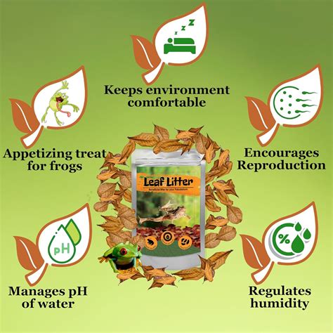 JOR 60 Pack Dwarf Frog Leaf Litter, Mini Indian India | Ubuy