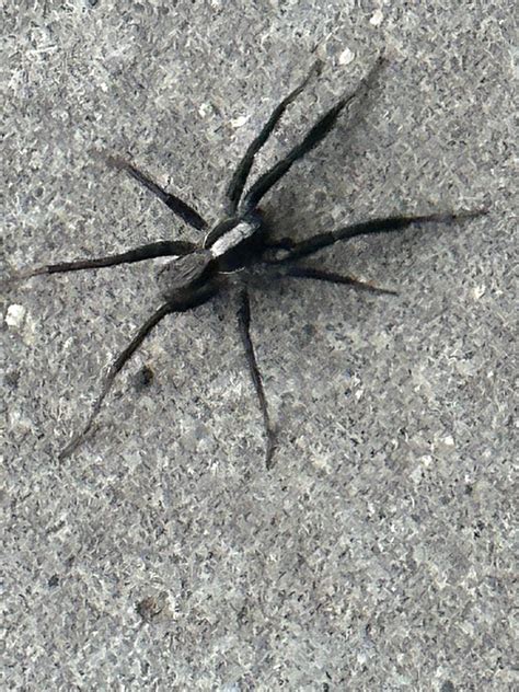 Black Wolf Spider