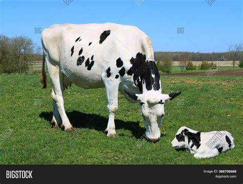 Holstein Cows With Calf