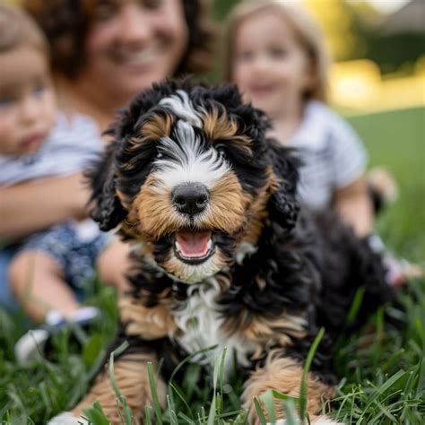 Tiny Bernedoodles: Petite Size with Big Personality - Central Illinois ...